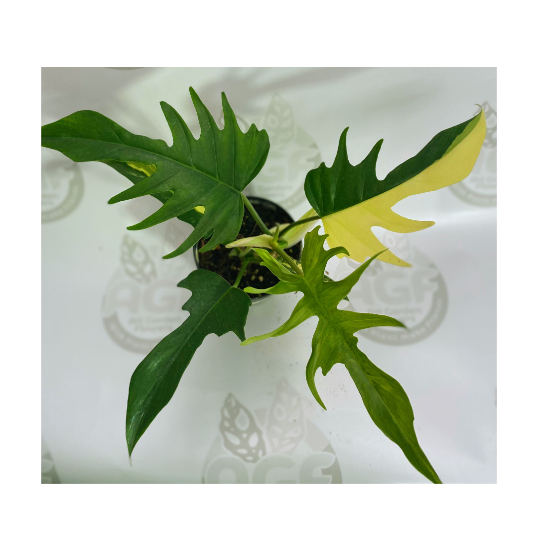 Philodendron Florida Beauty x Tortum