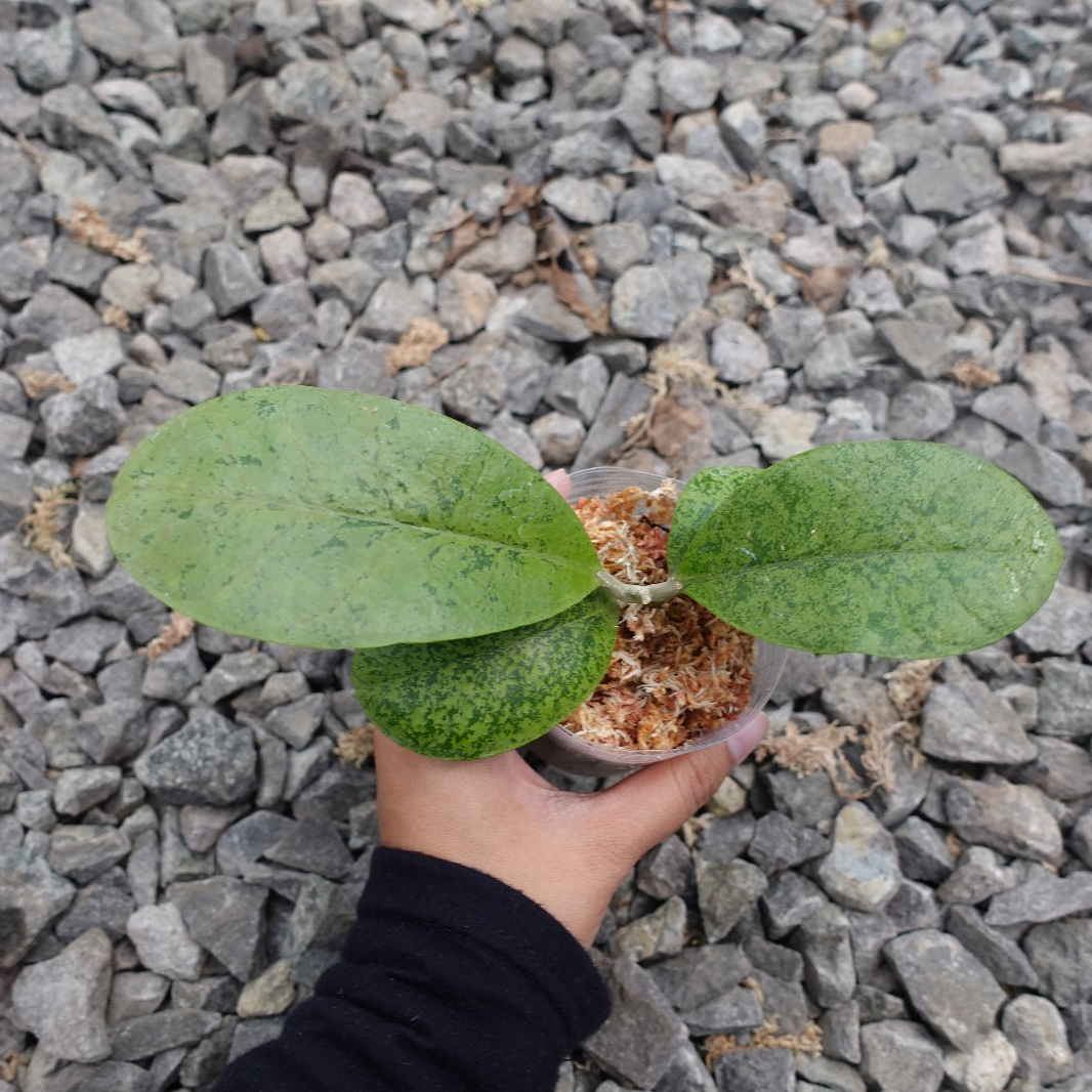 Hoya aff Forbesii Kapuas Hulu