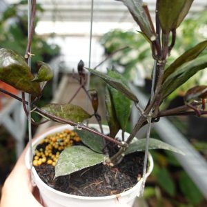 Hoya Lacunosa Black Coin