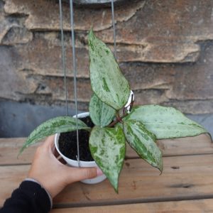 Hoya Latifolia Silver