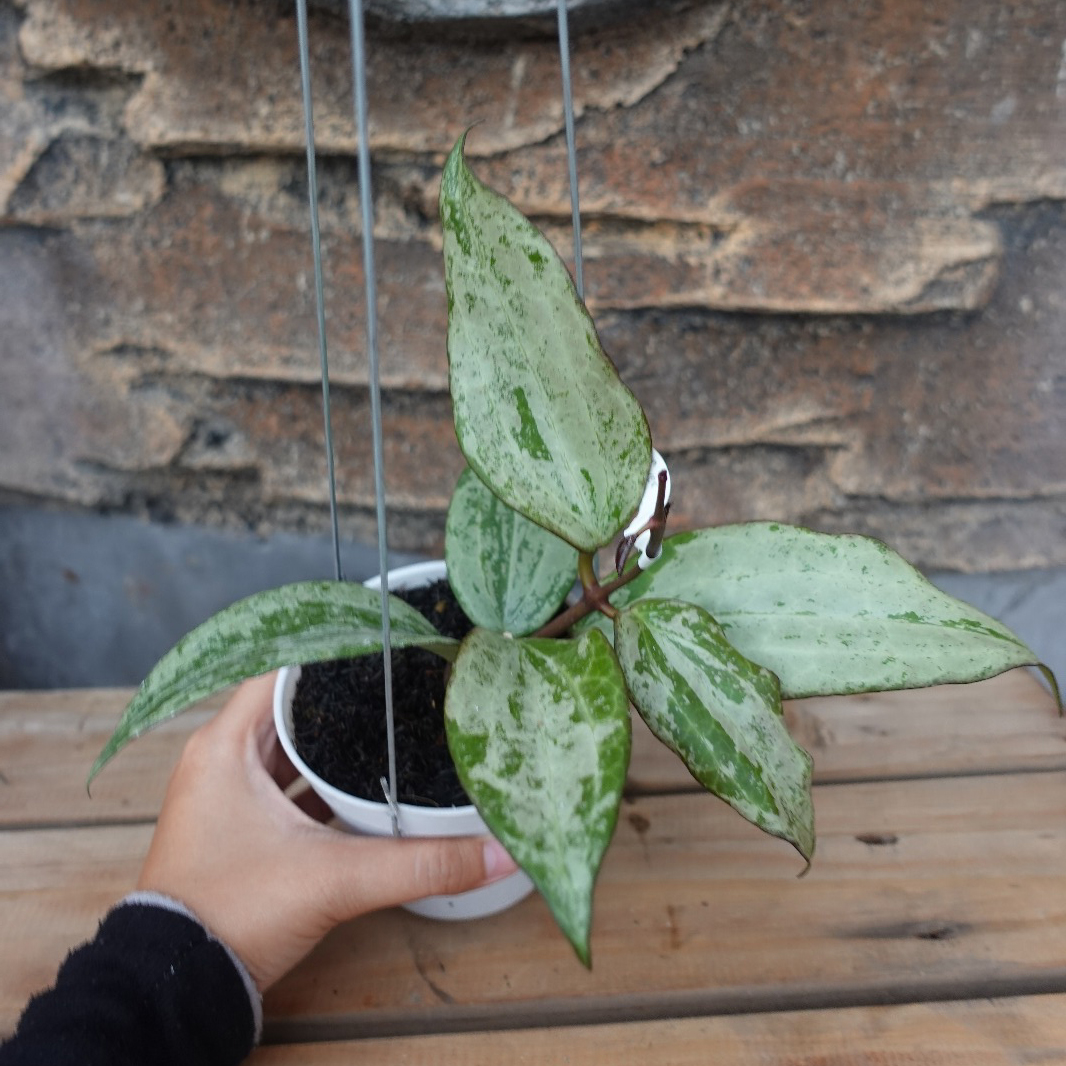 Hoya Latifolia Silver - Art Garden Flowers