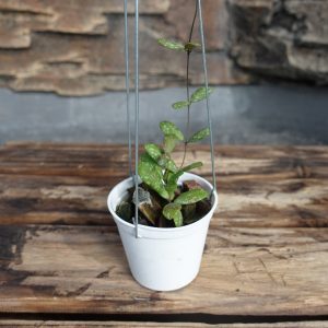 Hoya Sp Mini Kalimantan High Splash