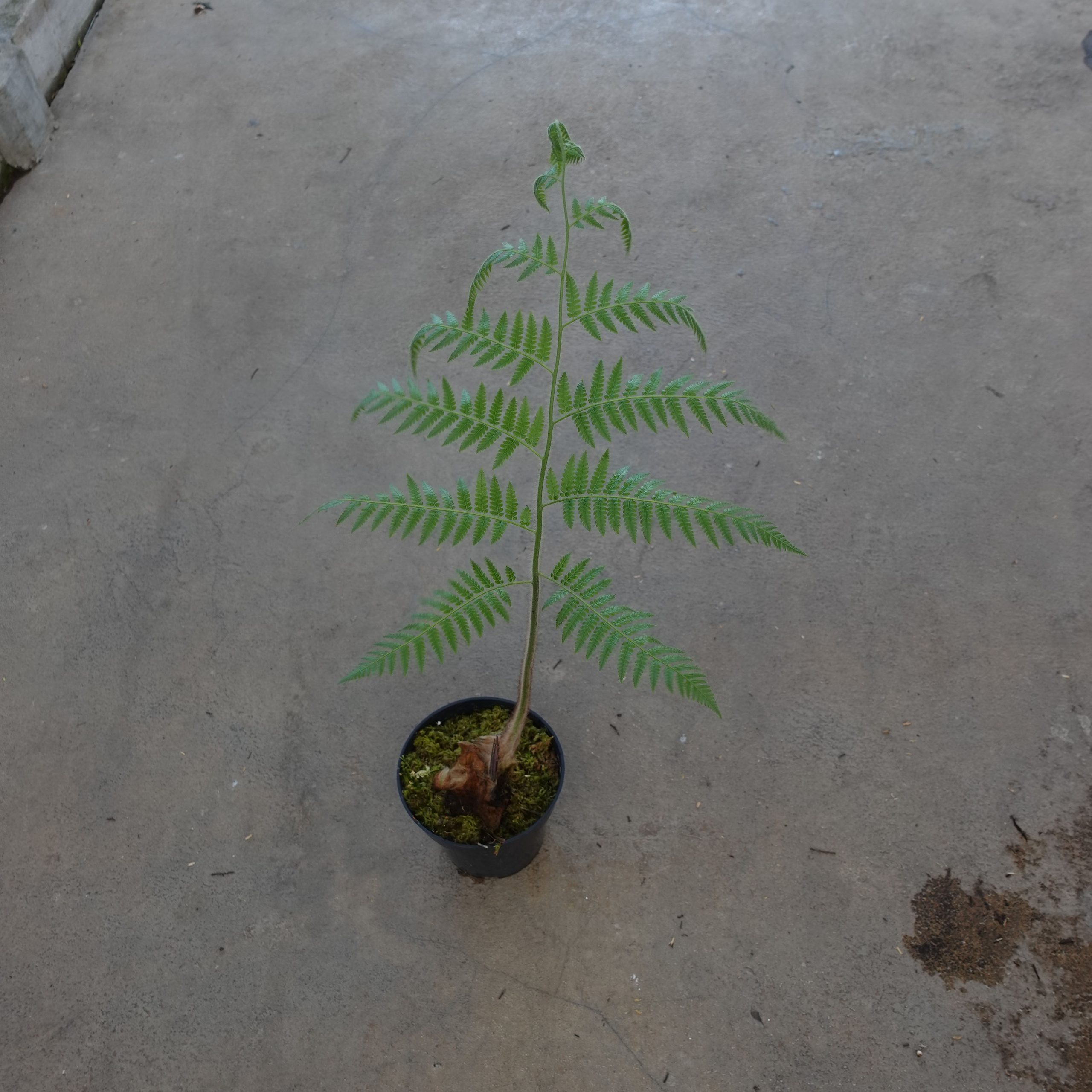 Monkey Fern - Image 5