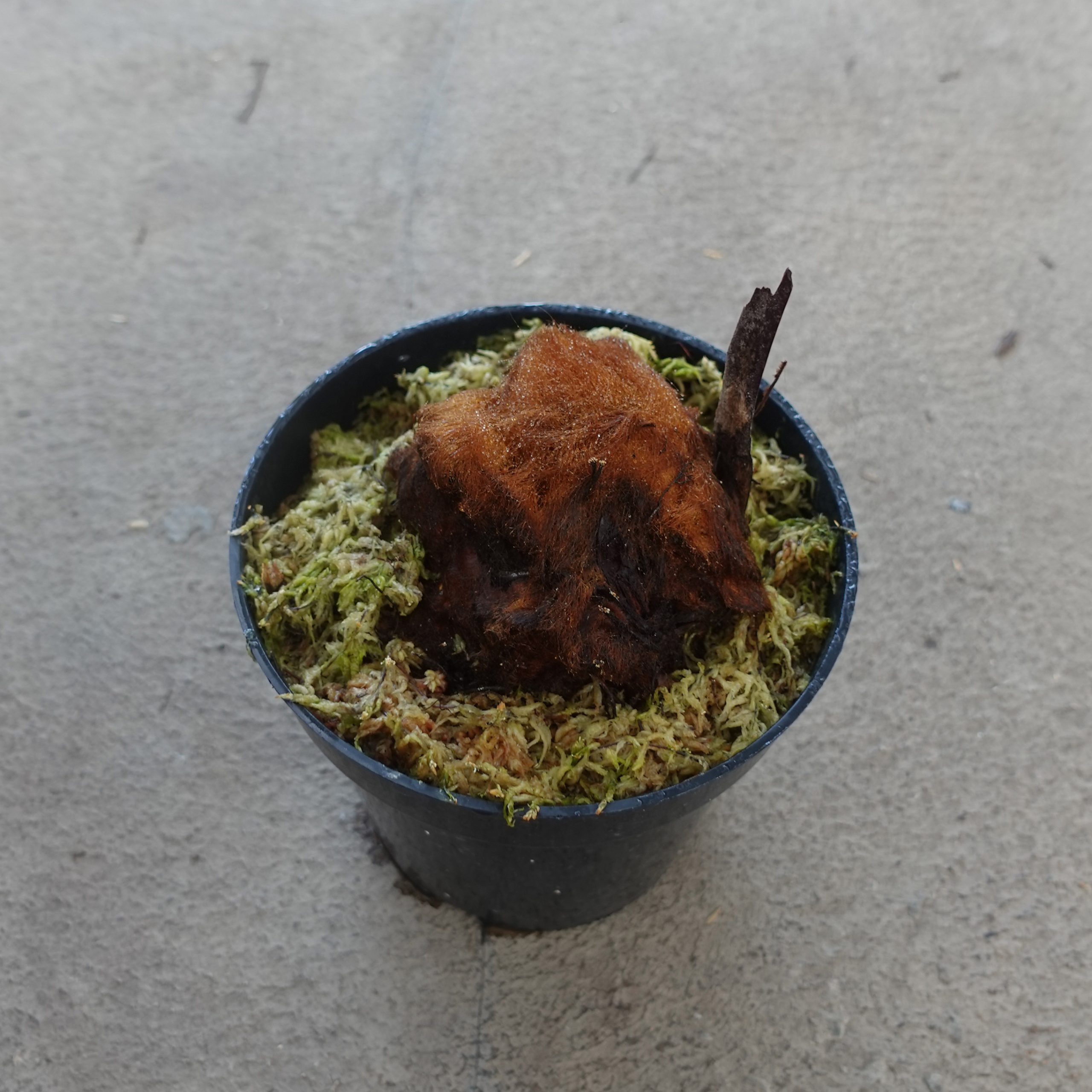 Monkey Fern - Image 2