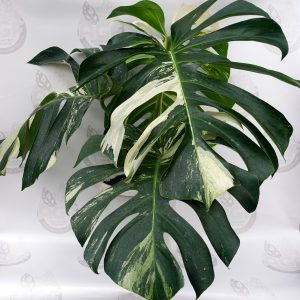 Monstera Mint