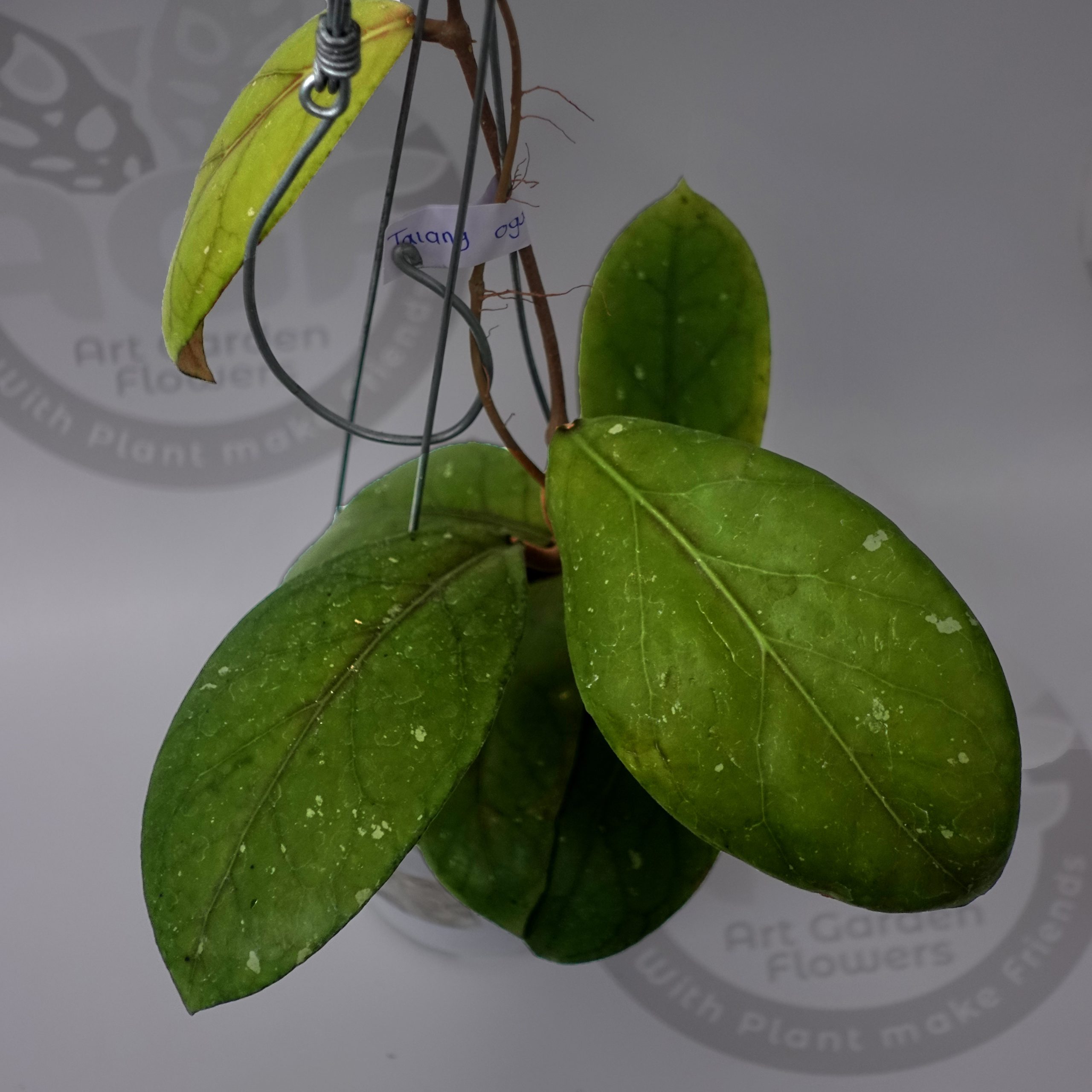 Hoya Talang Ogan - Image 2