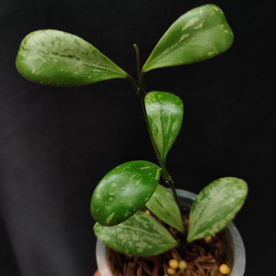 Hoya Brevialata Silver Splash - Image 2
