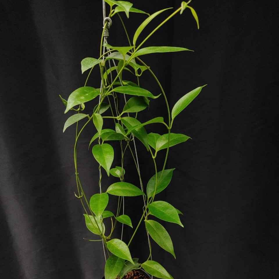 Hoya Chloroleucha - Image 2