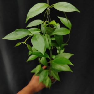 Hoya Chloroleucha
