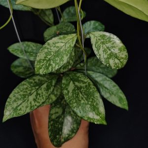 Hoya Crassipetiolata High Splash