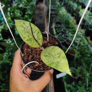 Hoya Finlaysonii Panggha Silver