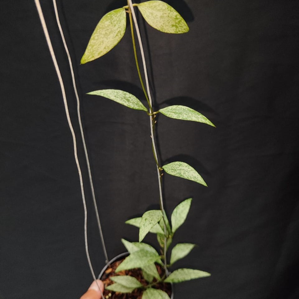 Hoya Parviflora Tala Silver - Image 2
