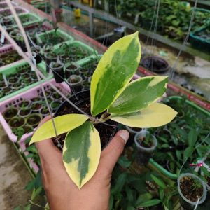 Hoya Sp. Quang Ngai Albomarginata