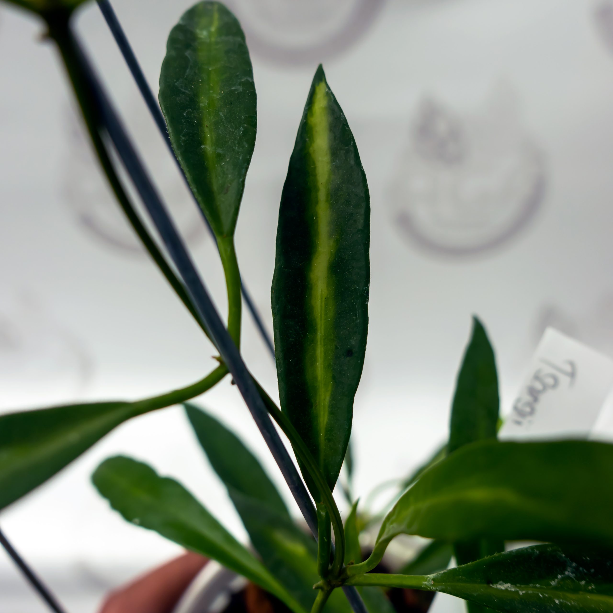 Hoya Tsangii Innver Variegated - Image 2