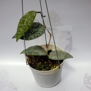 Hoya Caudata Aceh Silver