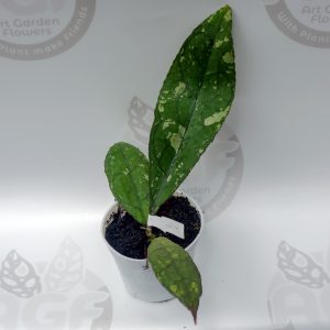 Hoya Clemensorium Army Super Splash