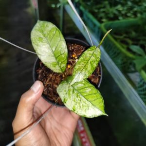 Hoya Gunung Gading Ghost
