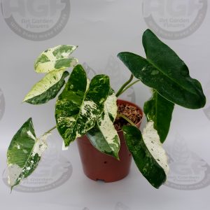 Philodendron Burlemarx Variegated Snow White