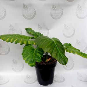 Philodendron Corsinianum