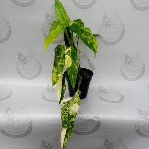 Philodendron Domesticum Variegate