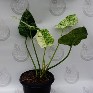 Philodendron Giganteum Variegated