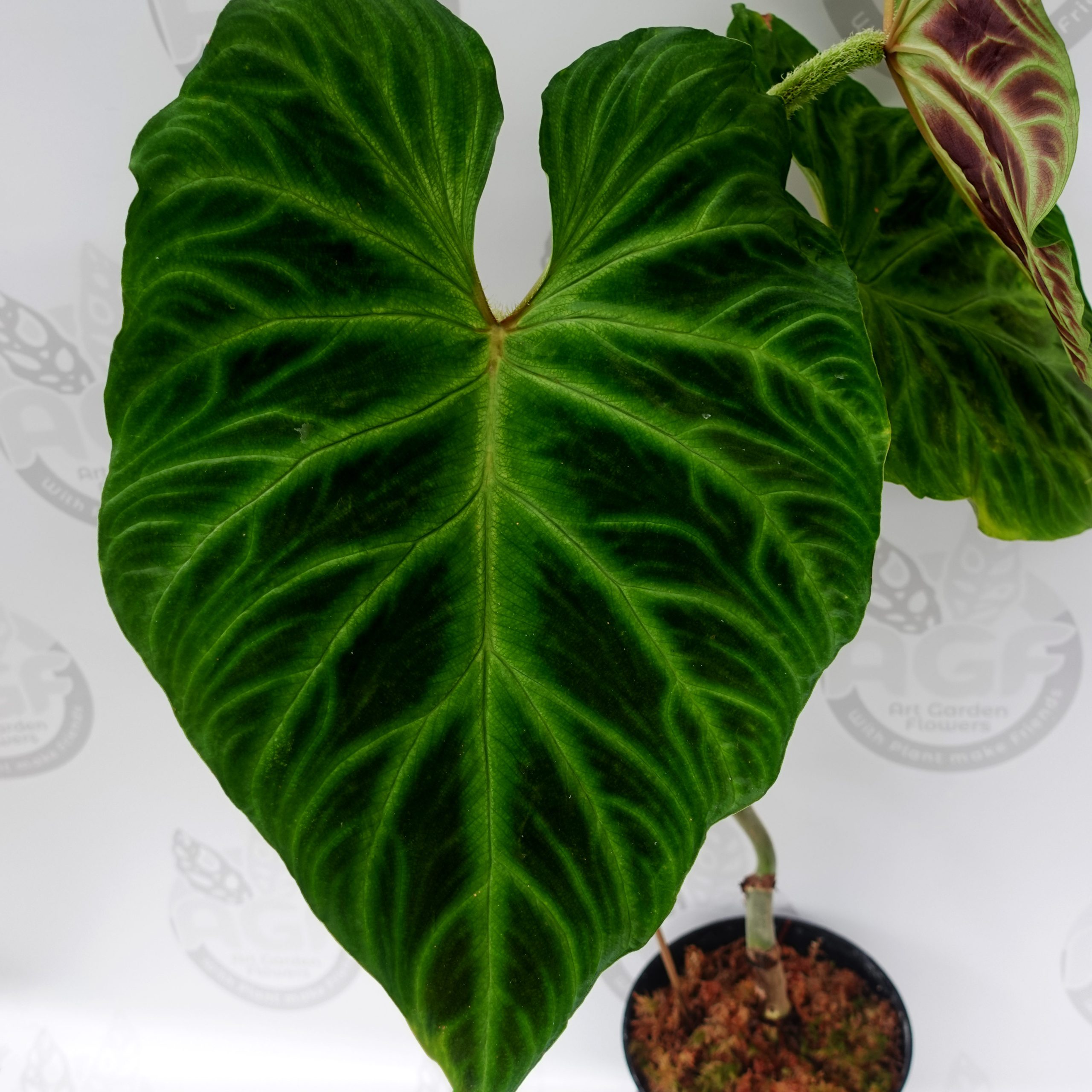 Philodendron Verucosum - Image 3