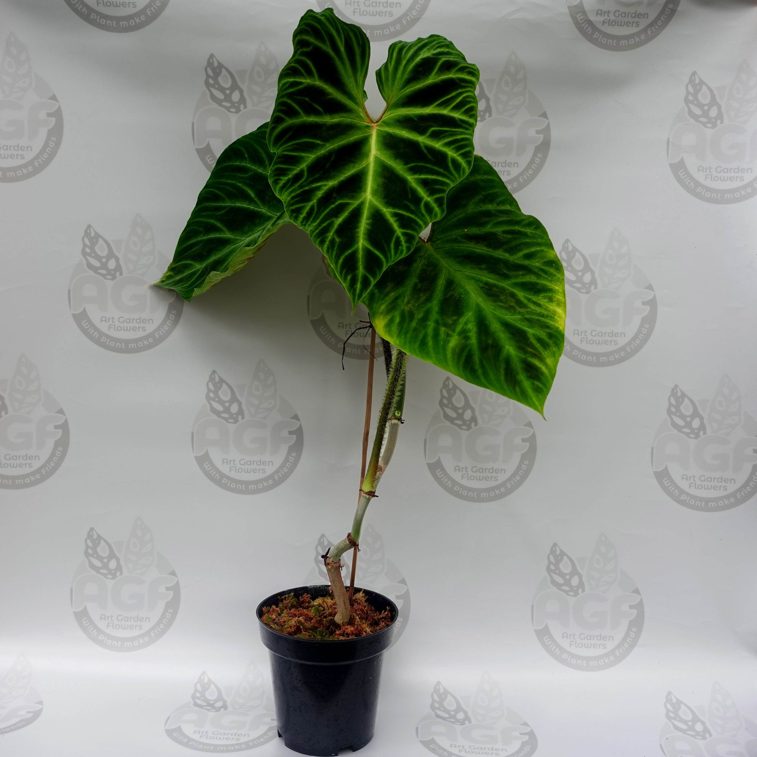 Philodendron Verucosum