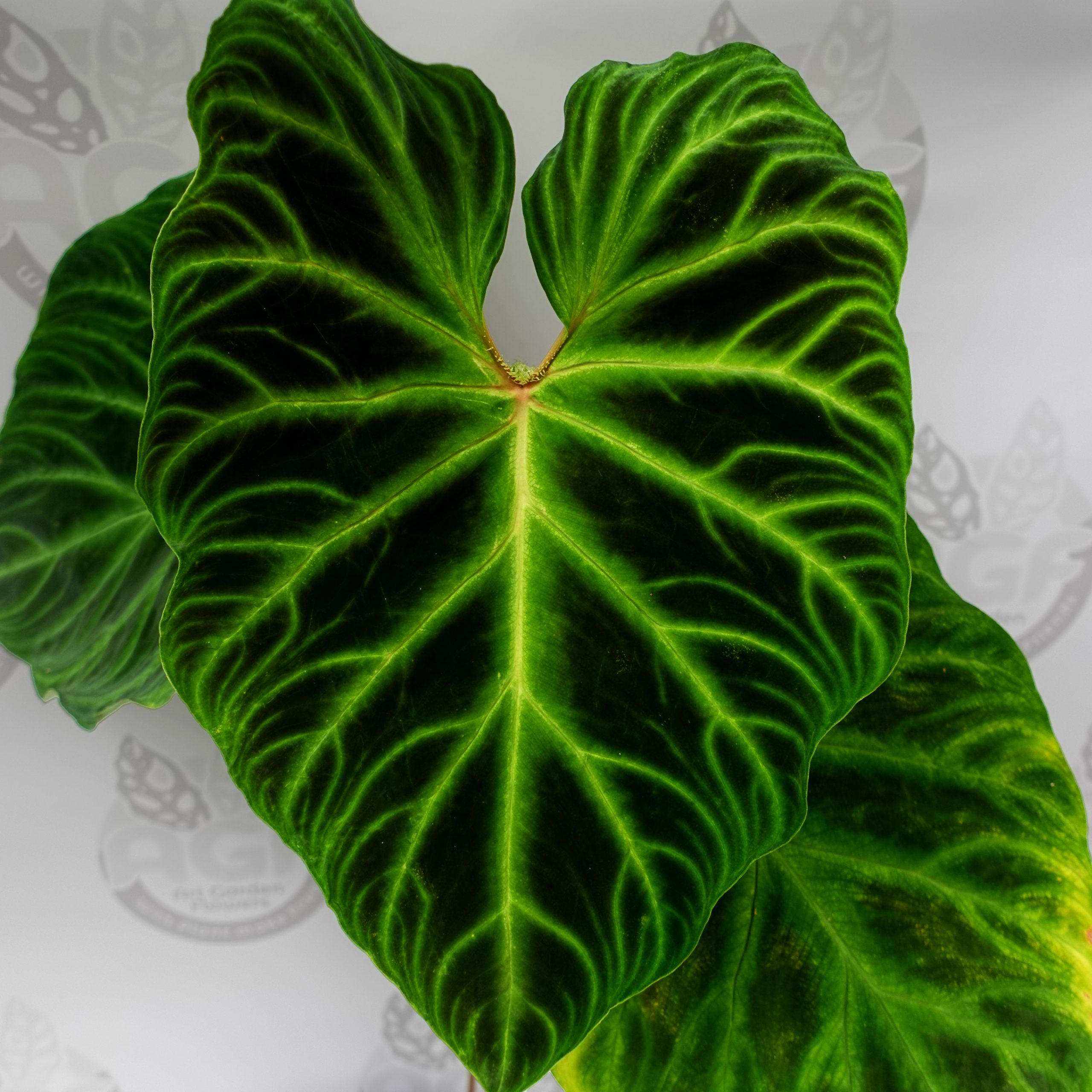 Philodendron Verucosum - Image 2