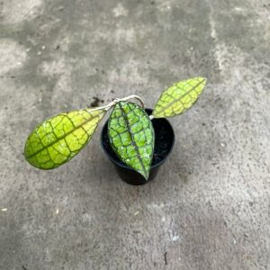 Hoya Clemensiorum Army