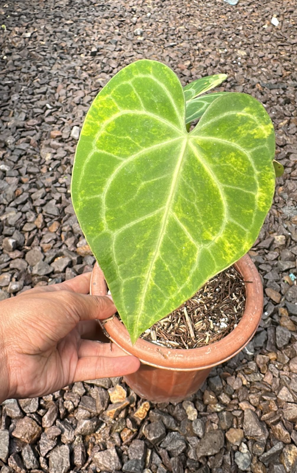 Anthurium Clarinervium Variegated - Image 2