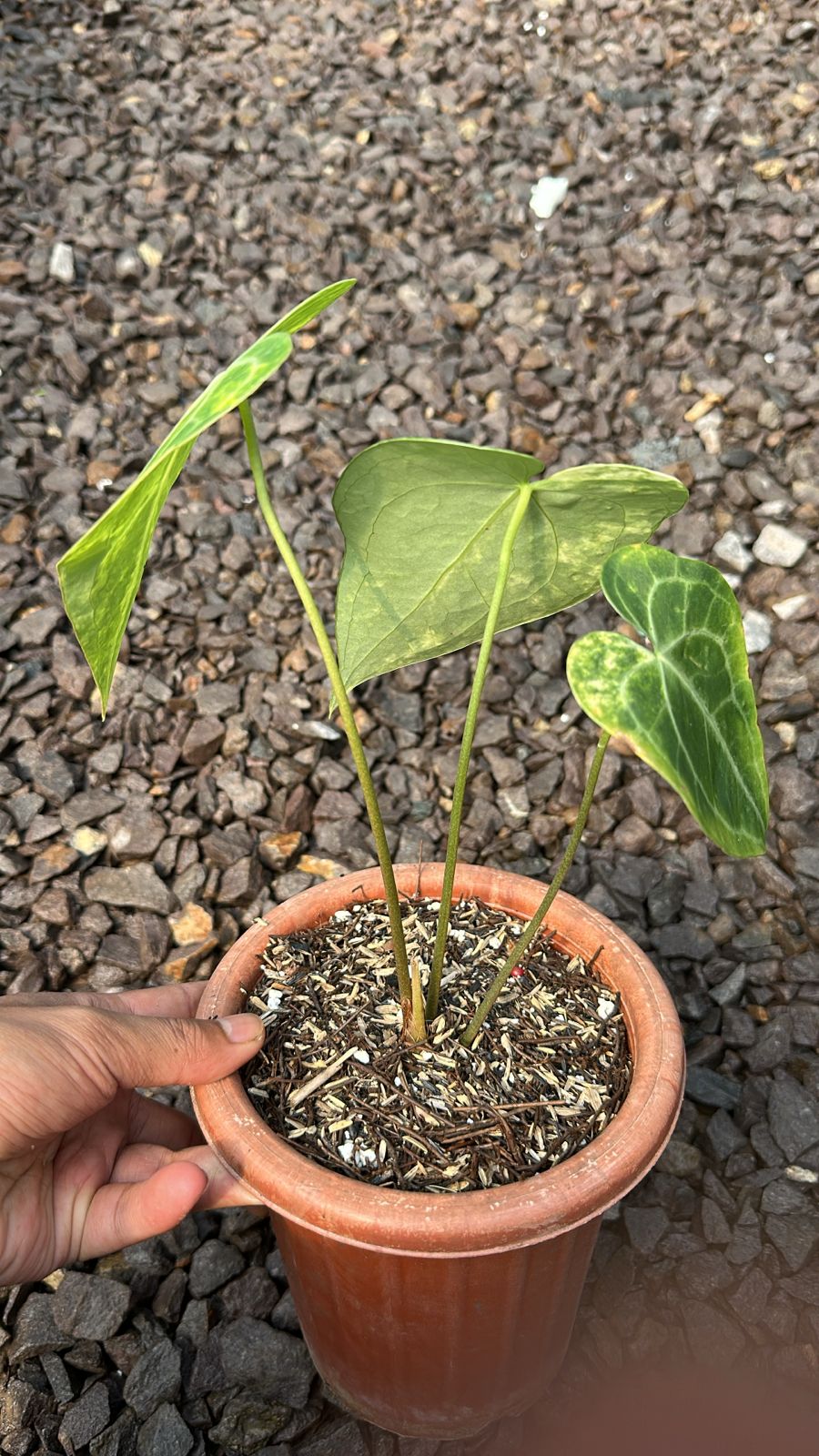 Anthurium Clarinervium Variegated - Image 3