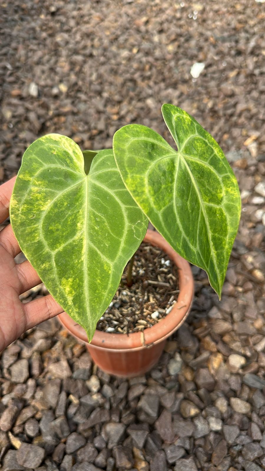 Anthurium Clarinervium Variegated