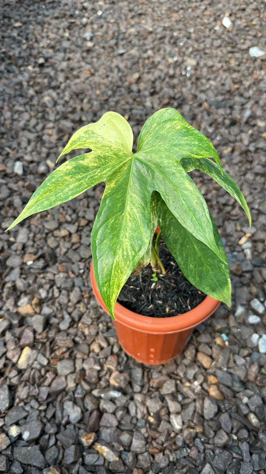 Anthurium pedatoradiatum variegated カット IFY09813_1024x.jpg?v=1670746778