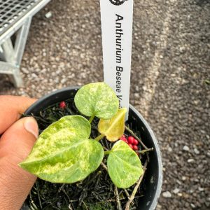 Anthurium Besseae variegated