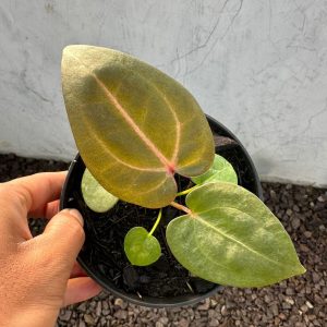 Anthurium Ace of Spades Tezula X Michelle