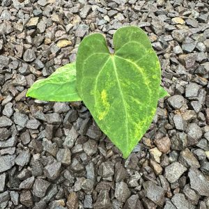 Anthurium RVDP Self Variegated