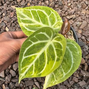 Anthurium Dorayaki Silver Variegated