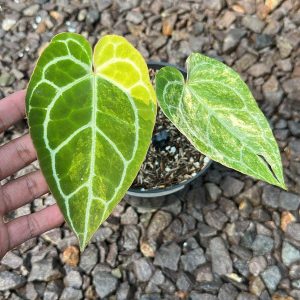 Anthurium Crystallinum Variegated