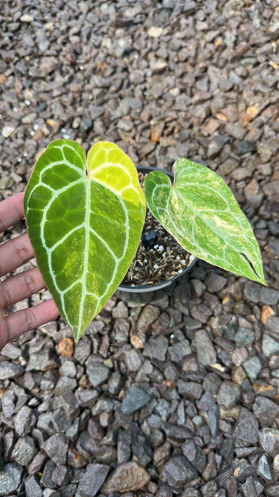 Anthurium Crystallinum Variegated