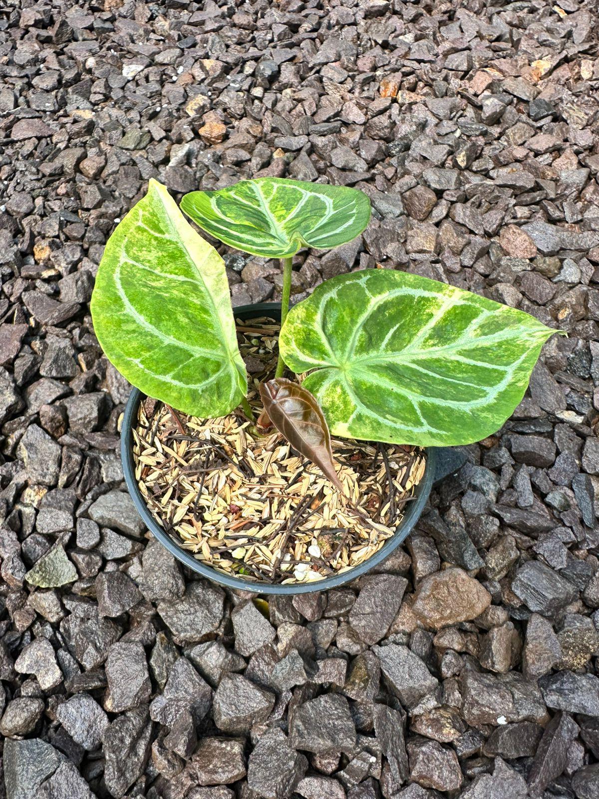 Anthurium Dorayaki Silver Variegated - Image 2
